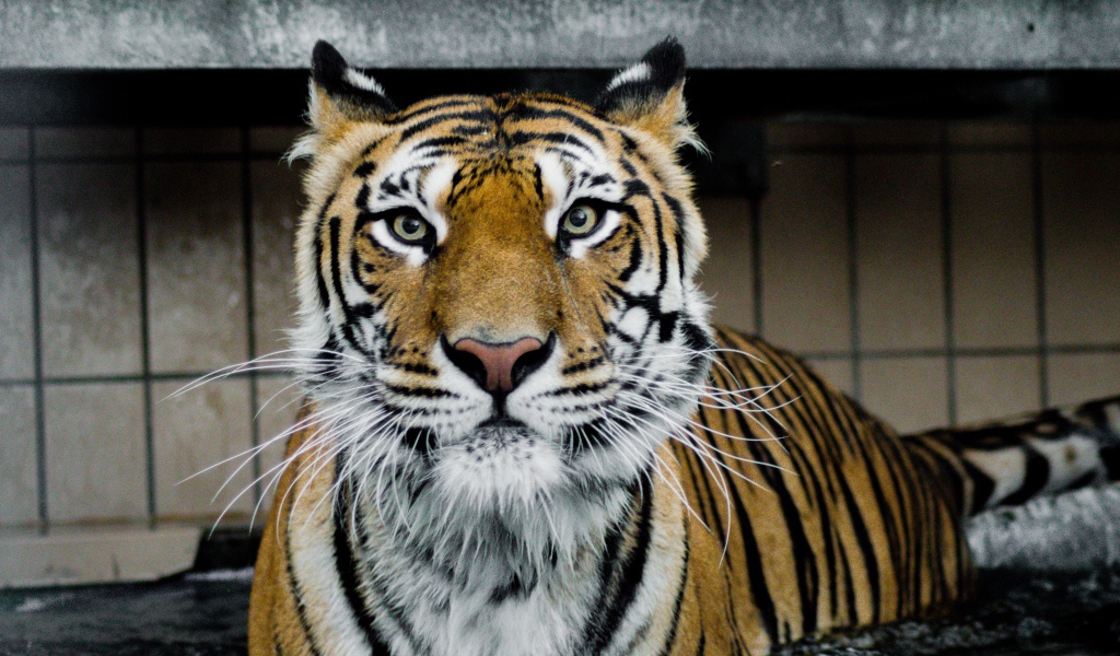 Большой хищный тигр стоит в воде