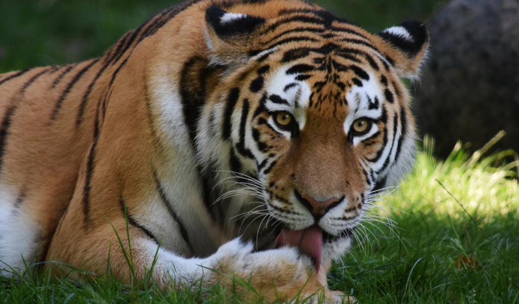 Большой тигр облизывает лапу