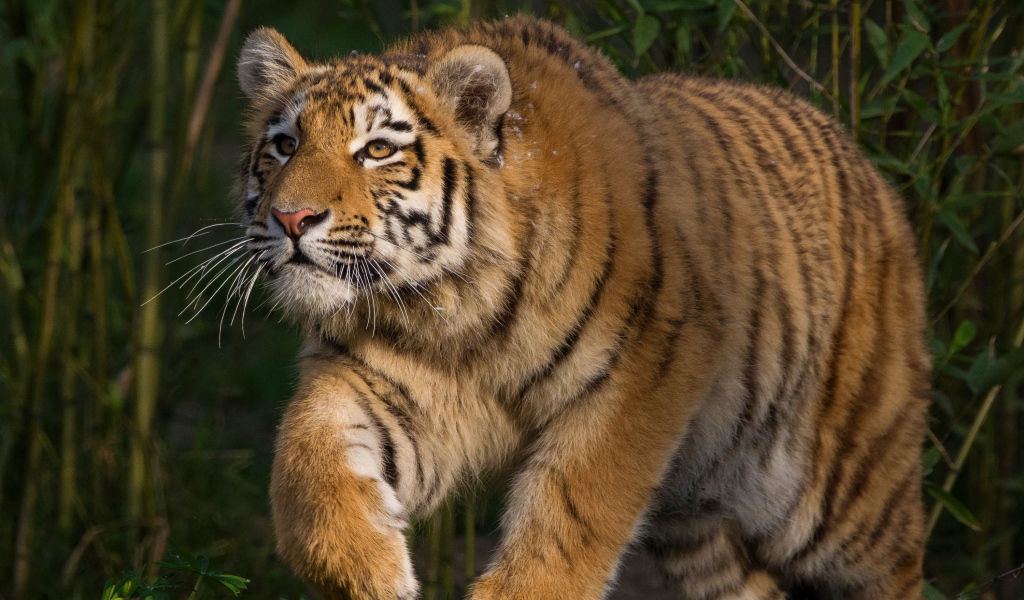 Большой тигр крадется на охоте