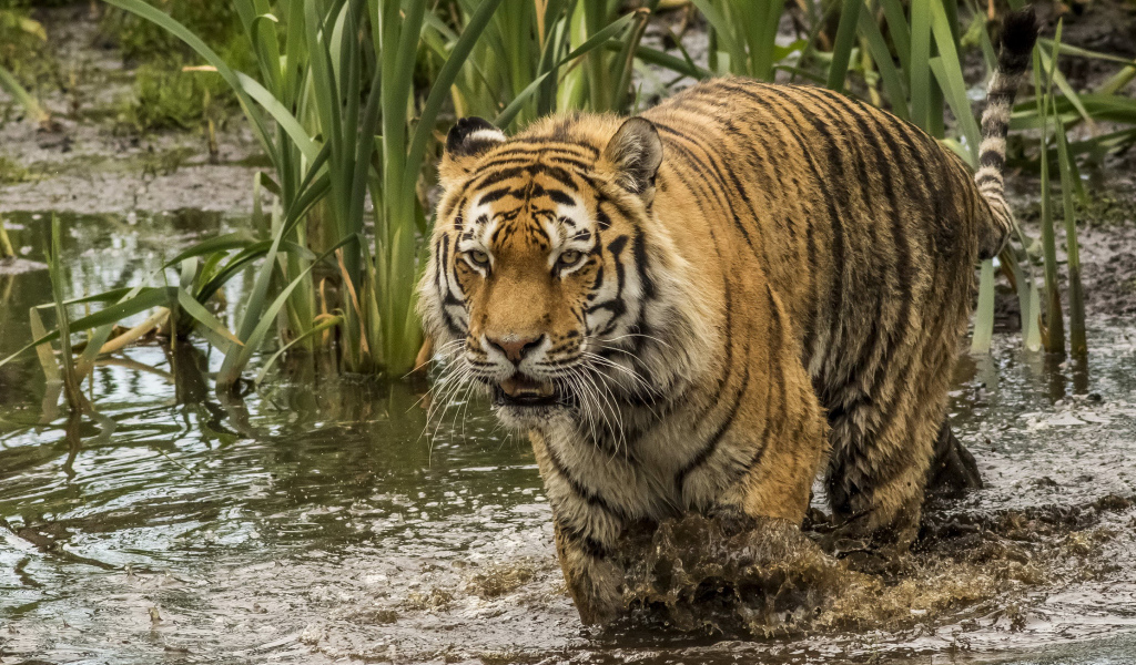 Большой тигр идет по грязной воде 
