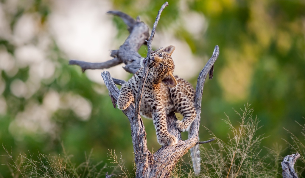 Маленький милый леопард играет на сухом дереве