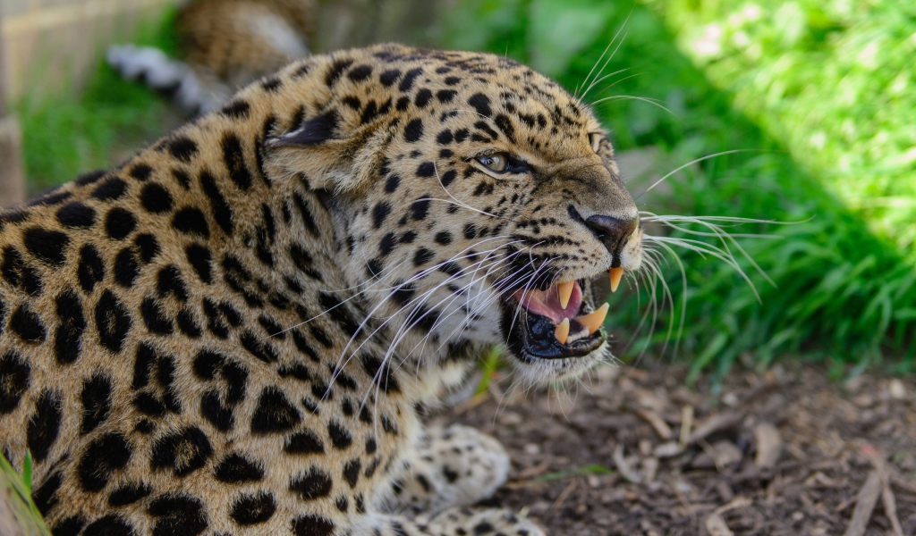 Агрессивный оскал леопарда