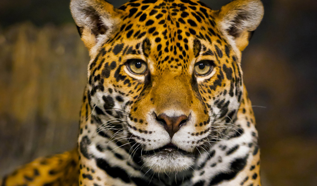 Красивый большой ягуар крупным планом 