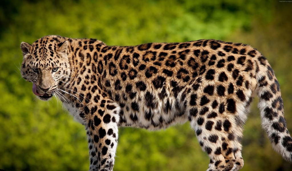 Красивый большой леопард с высунутым языком