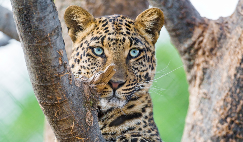 Красивый голубоглазый леопард 