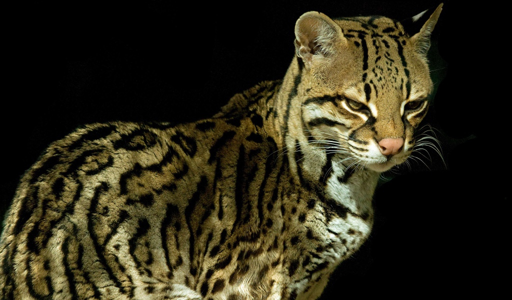 Красивый кот оцелот на черном фоне 