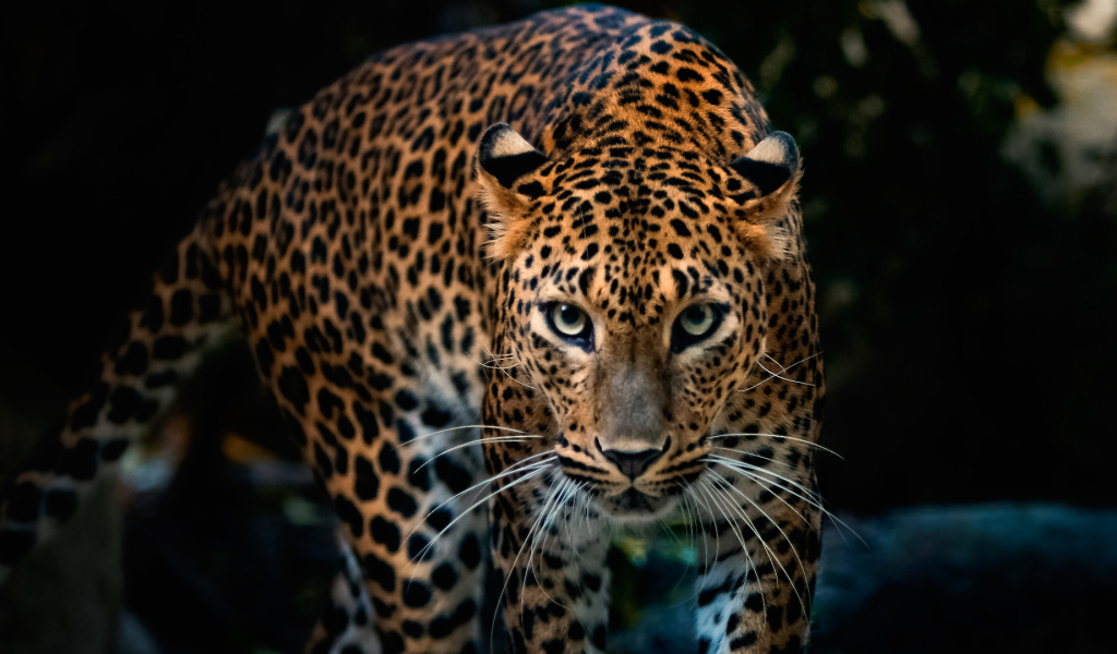 Красивый грациозный ягуар 