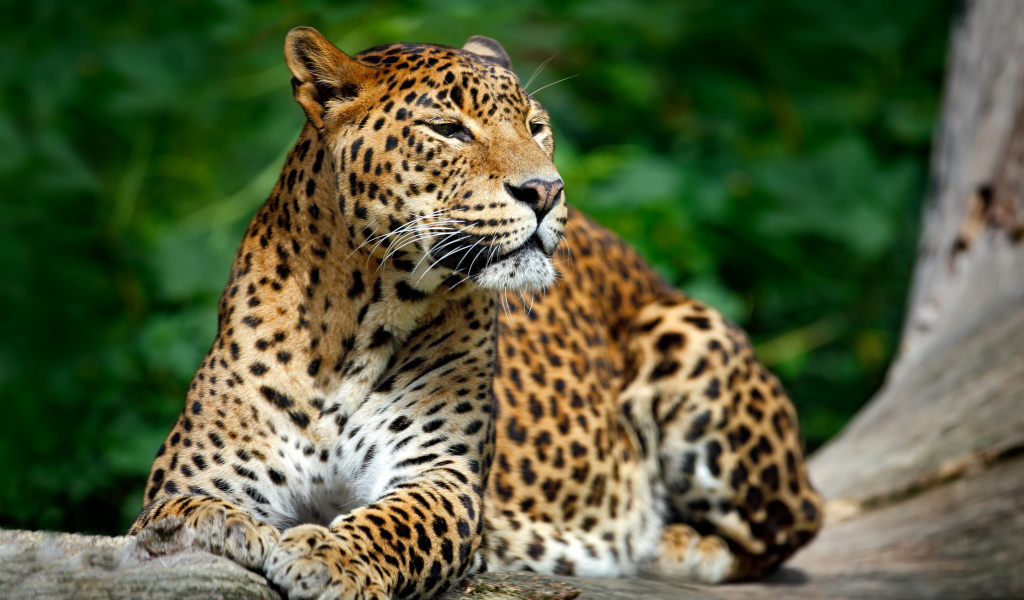 Красивый благородный леопард 