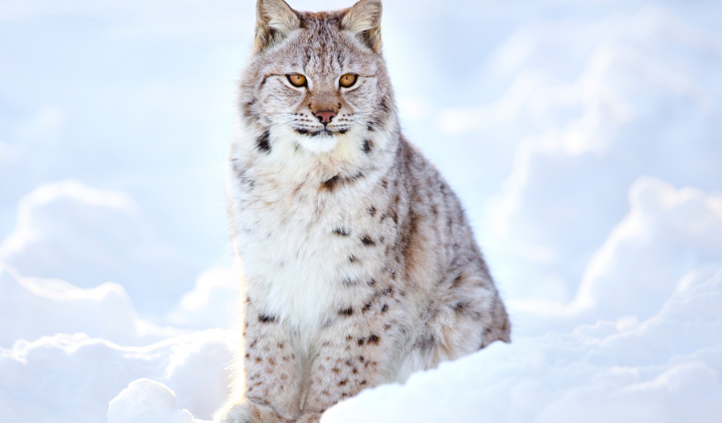 Большая красивая рысь сидит на снегу