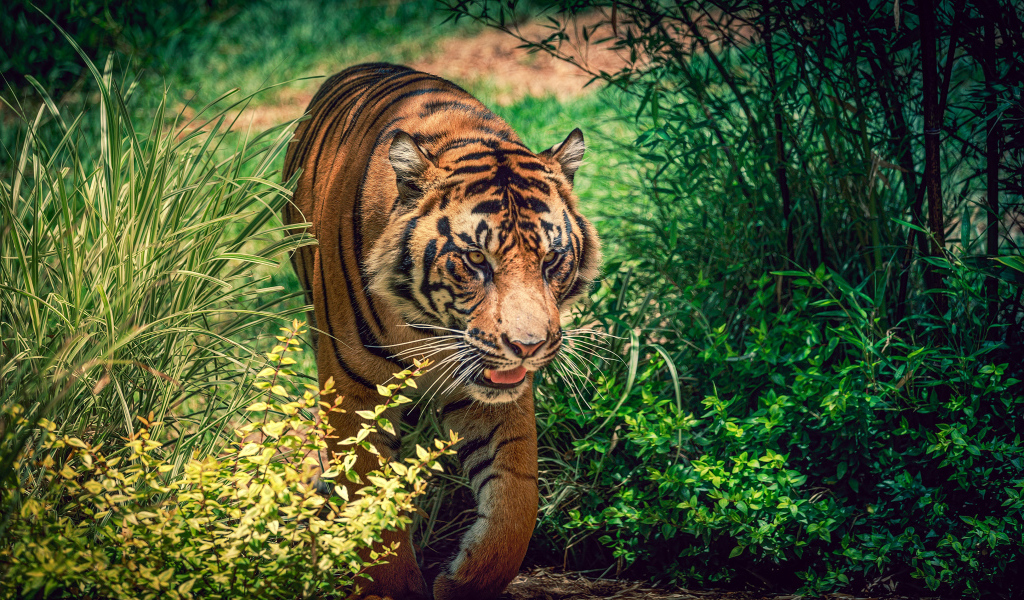 Большой красивый тигр идет по зеленой траве 