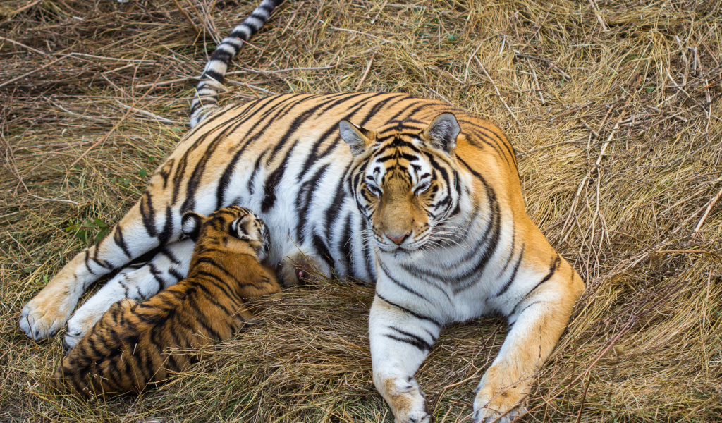 Большая красивая тигрица с детенышем