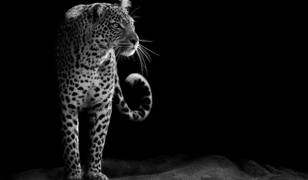 Большой леопард черно-белое фото