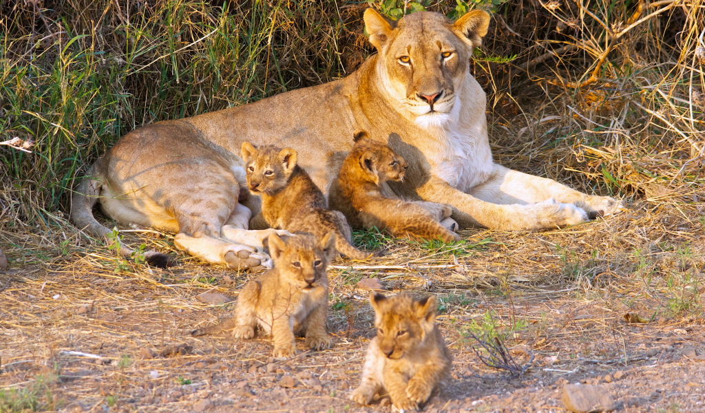 Большая львица с маленькими забавными львятами