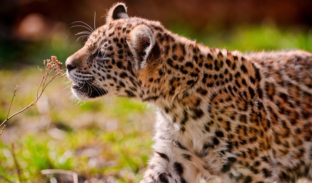 Большой пятнистый ягуар нюхает сухую траву