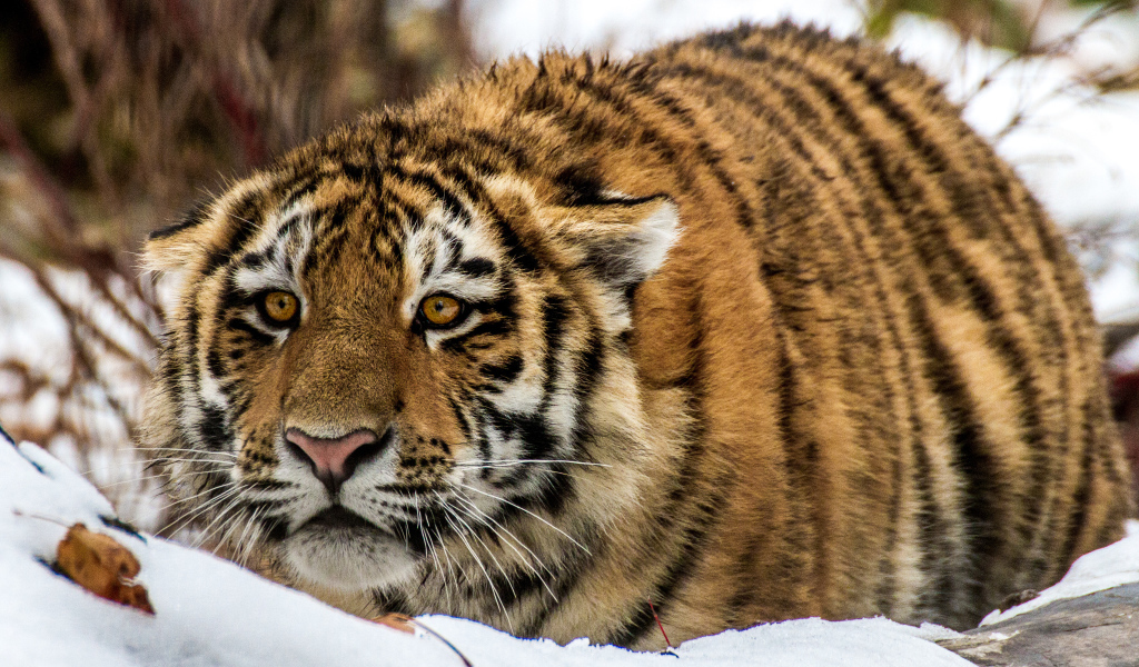 Большой тигр в засаде на снегу