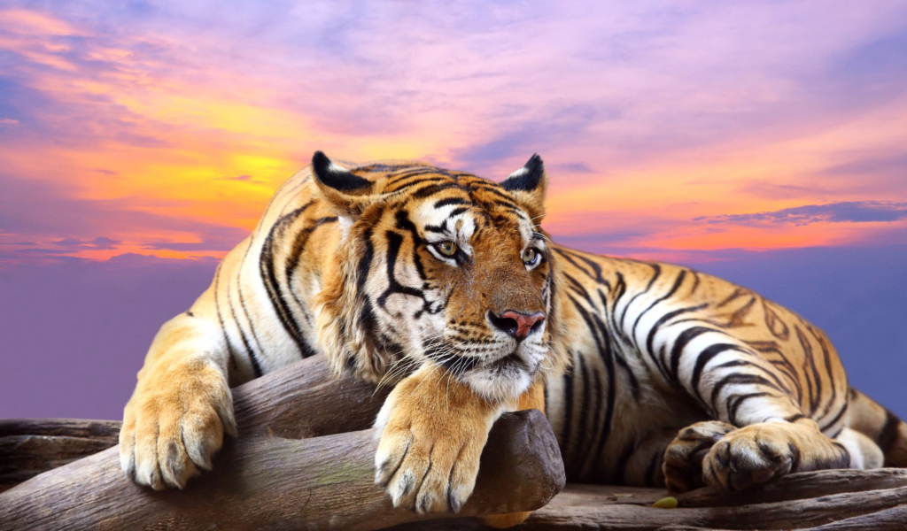 Большой тигр на фоне красивого  неба 