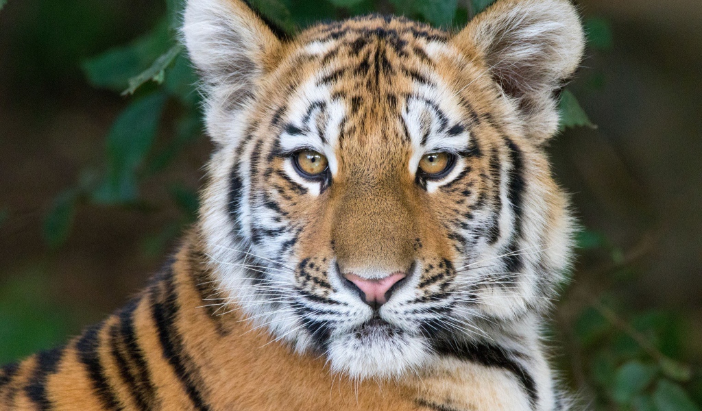 Морда красивого полосатого тигренка