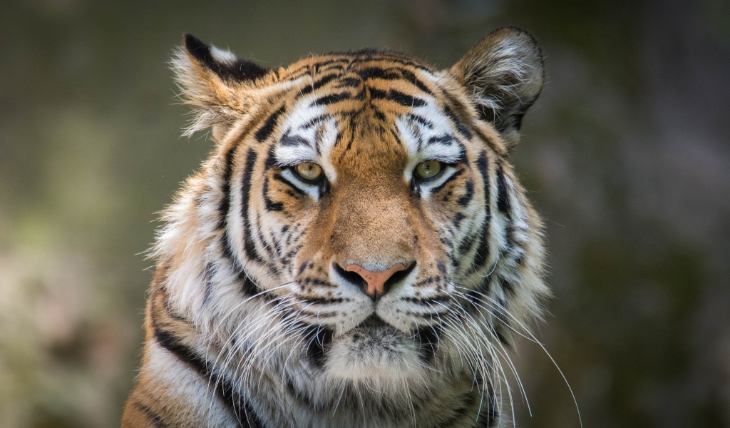 Морда большого серьезного тигра крупным планом