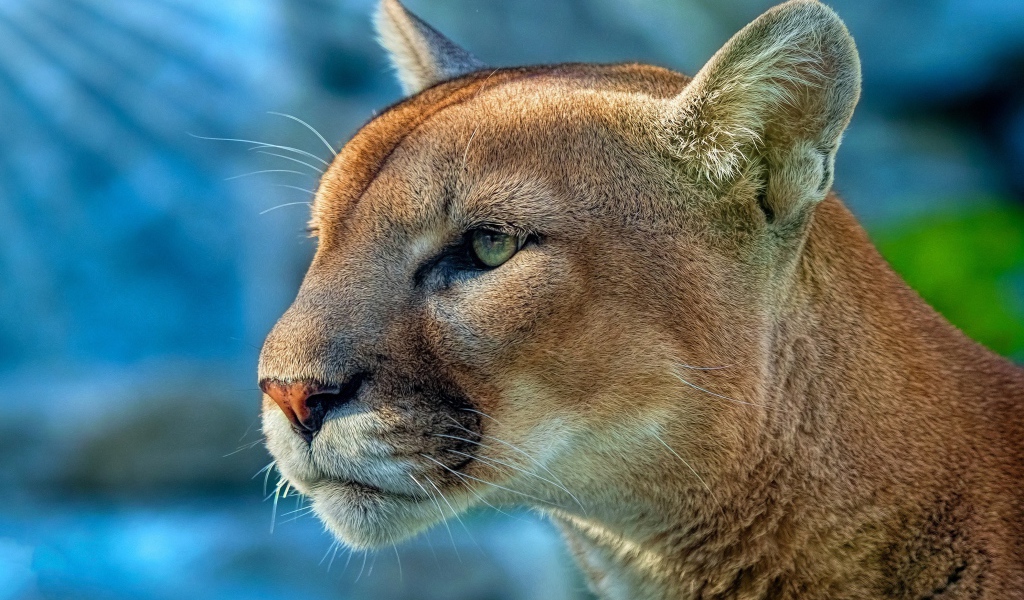 Морда грозной пумы