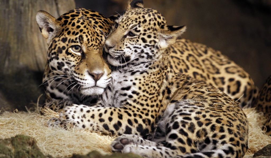 Семья пятнистых ягуаров 