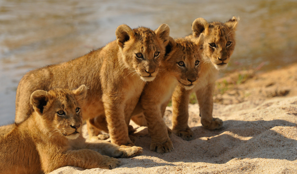 Четыре маленьких львенка стоят на песке
