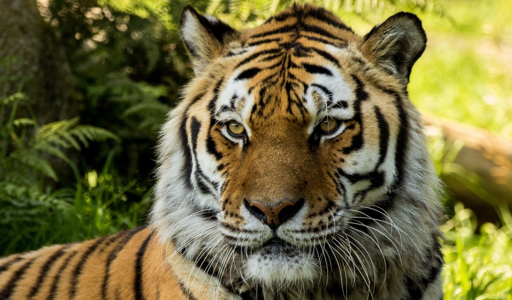 Большой сибирский тигр 