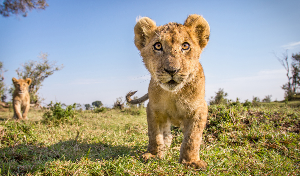 Заинтересованный взгляд маленького львенка 