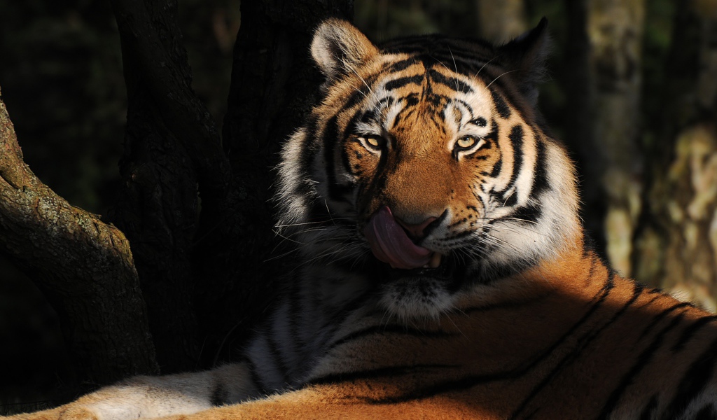 Большой полосатый тигр с высунутым языком