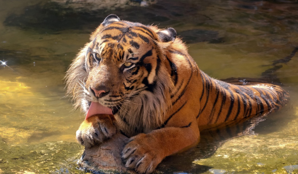 Большой тигр в воде облизывает лапу  