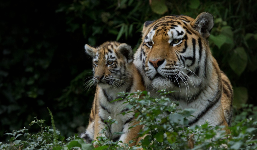 Большая тигрица с маленьким детенышем  