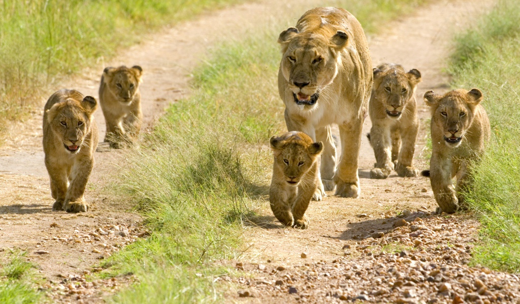 Львица и пять маленьких львят 