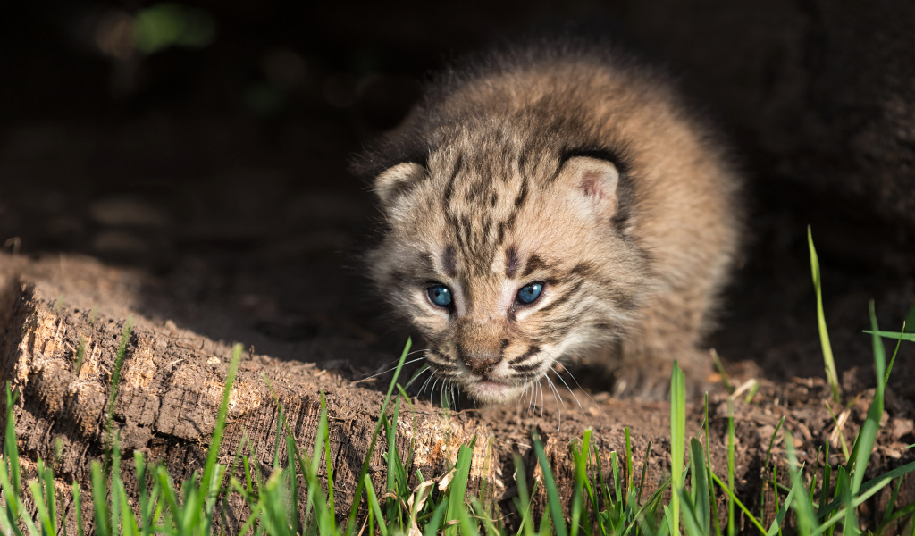 Маленький детеныш рыси крупным планом