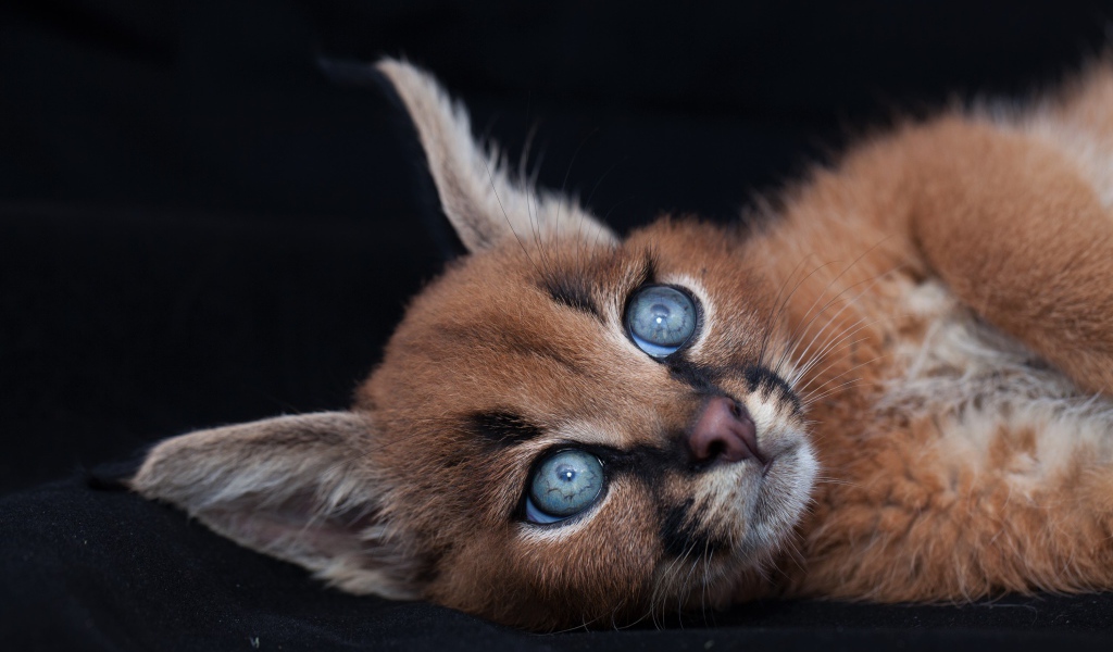 Маленький милый голубоглазый каракал