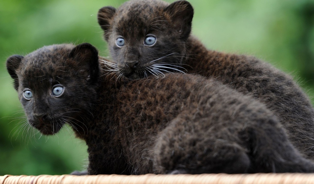 Маленькие забавные черные пантеры 