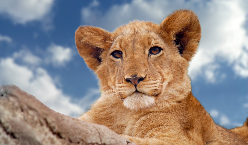 Маленький львенок лежит на фоне голубого неба