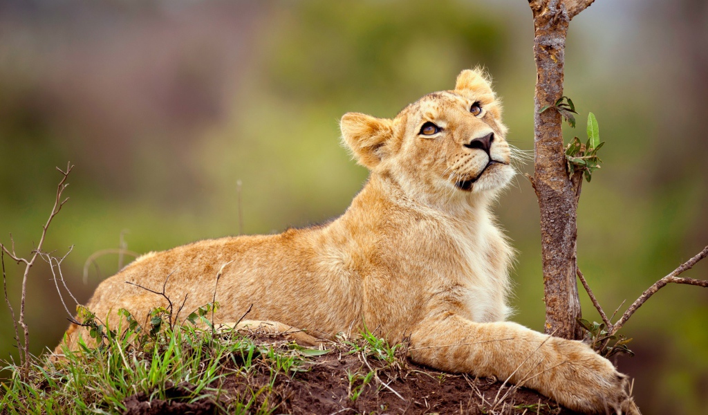 Маленький львенок смотрит вверх 