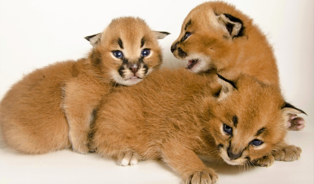 Милые маленькие детеныши каракала на белом фоне