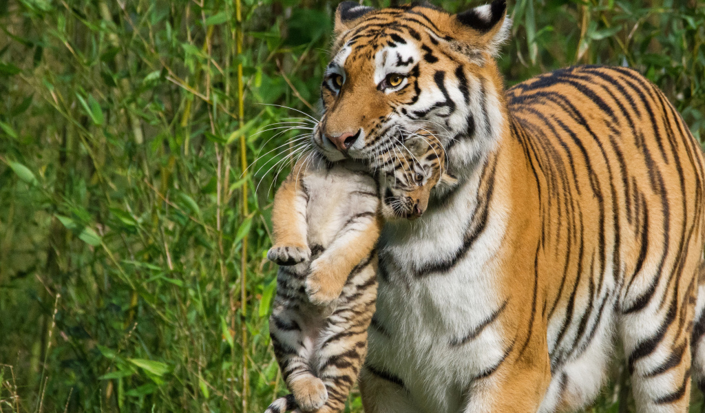 Мама тигрица несет детеныша в зубах