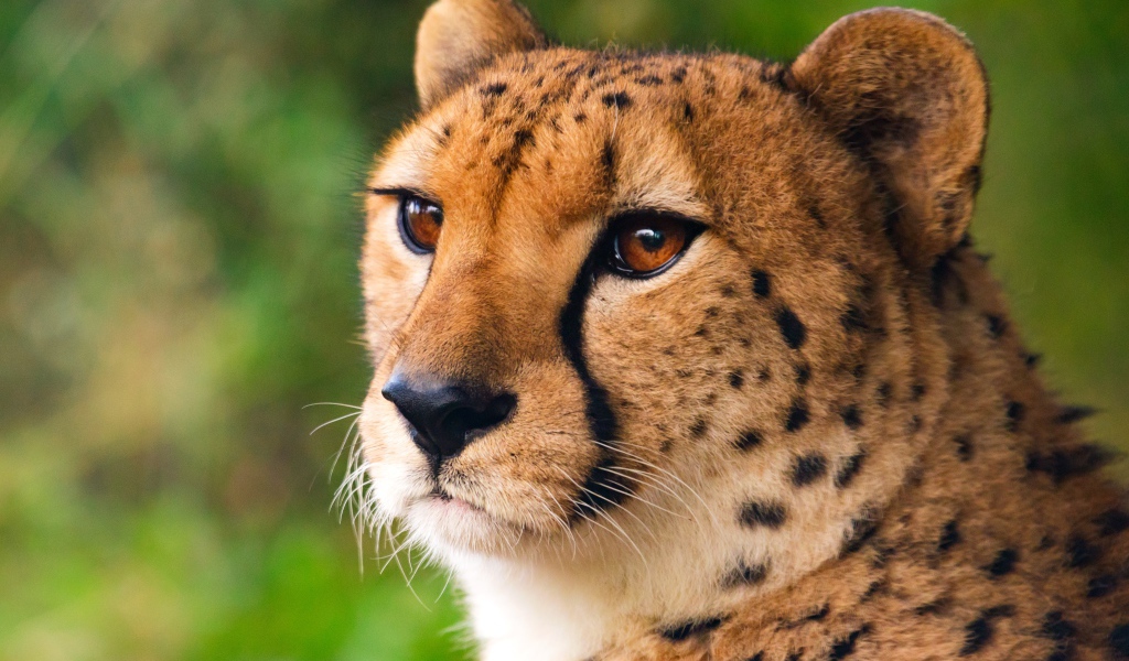 Морда хищного гепарда крупным планом