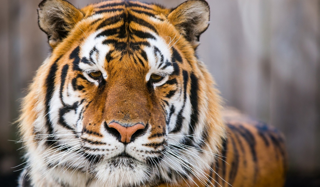 Морда грустного тигра  