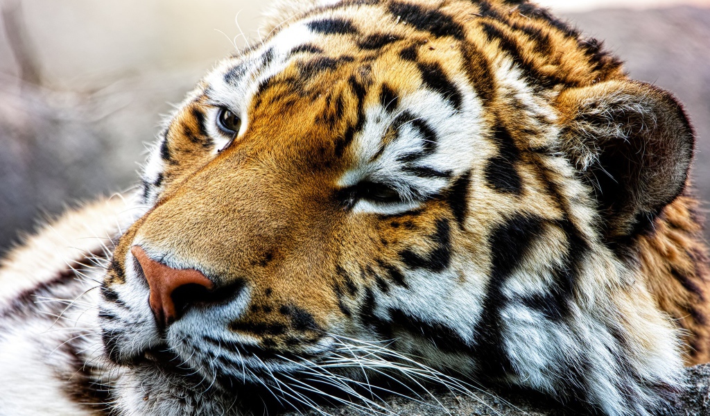 Спящий большой тигр 