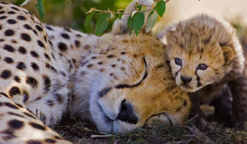 Спящий гепард с детенышем