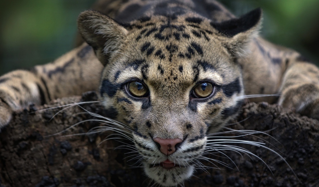 Дымчатый леопард с красивыми глазами 