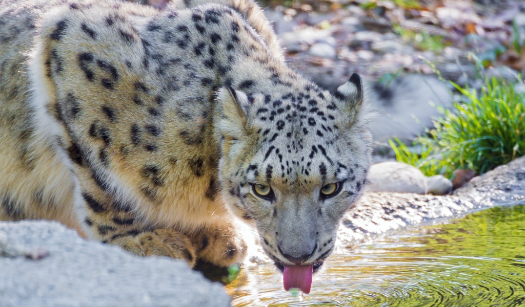 Снежный барс у водопоя