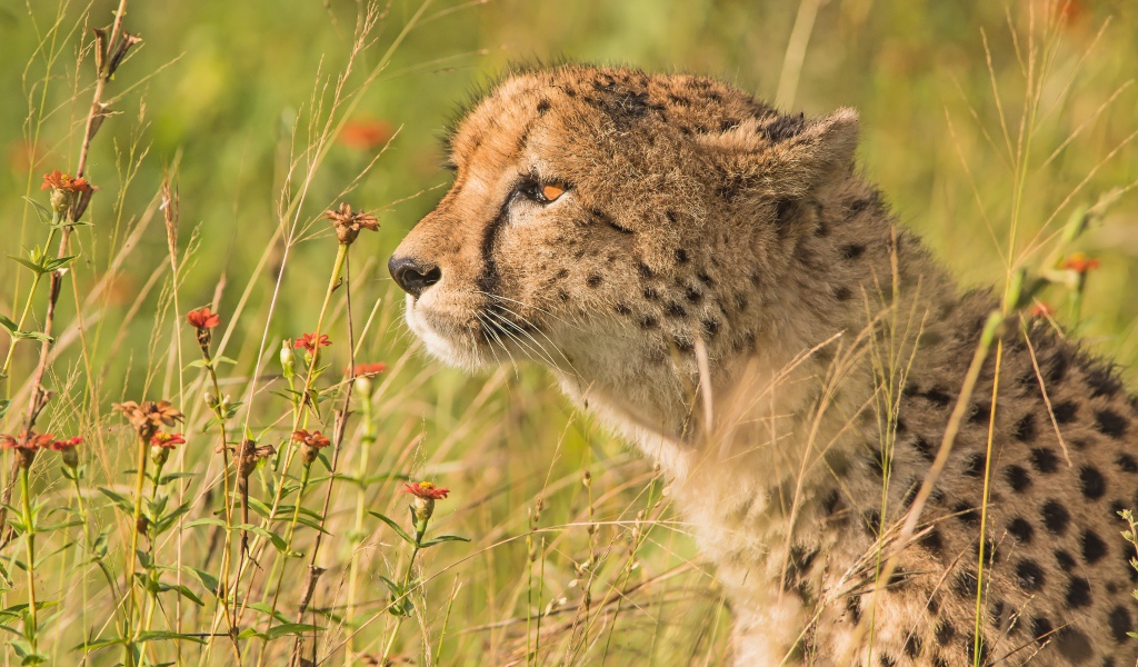 Пятнистый гепард в траве 