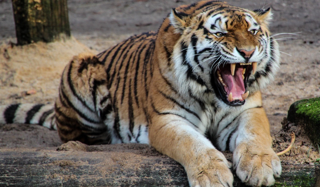 Грозный оскал красивого тигра