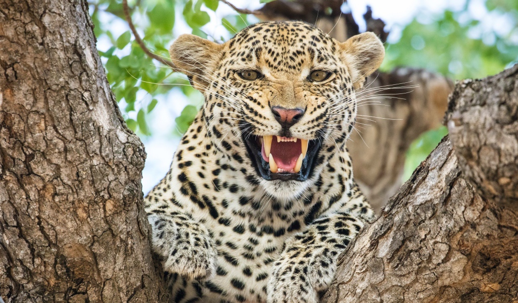Грозный оскал пятнистого леопарда на дереве