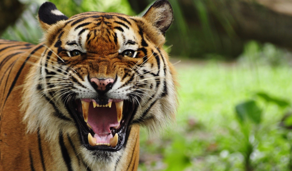 Грозный рычащий большой тигр 