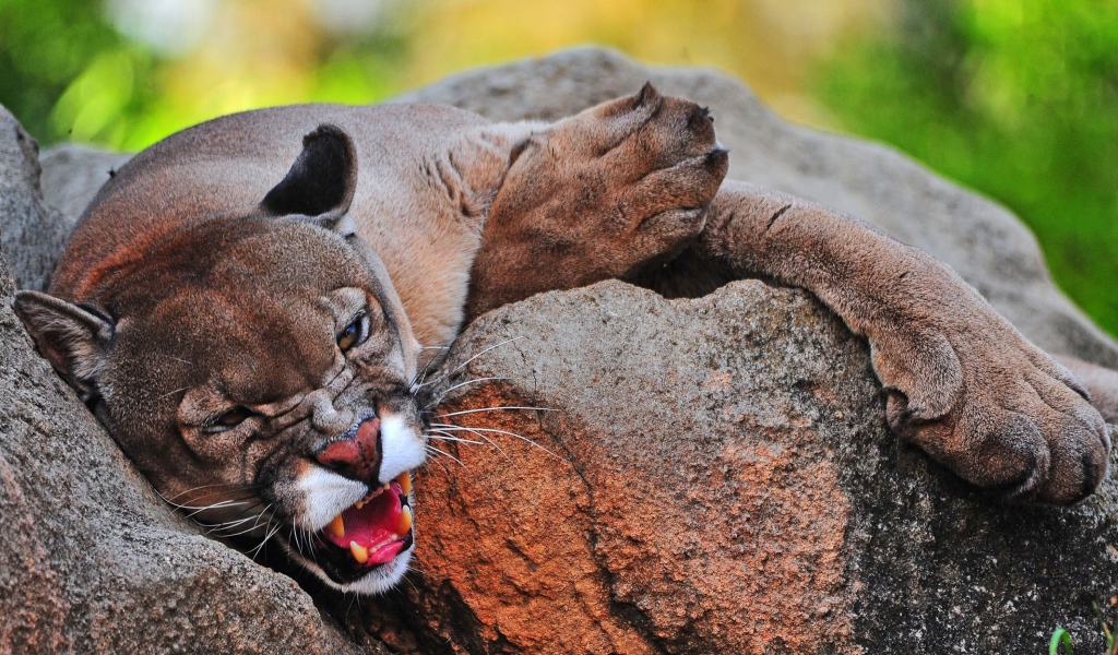 Грозная пума лежит на камне