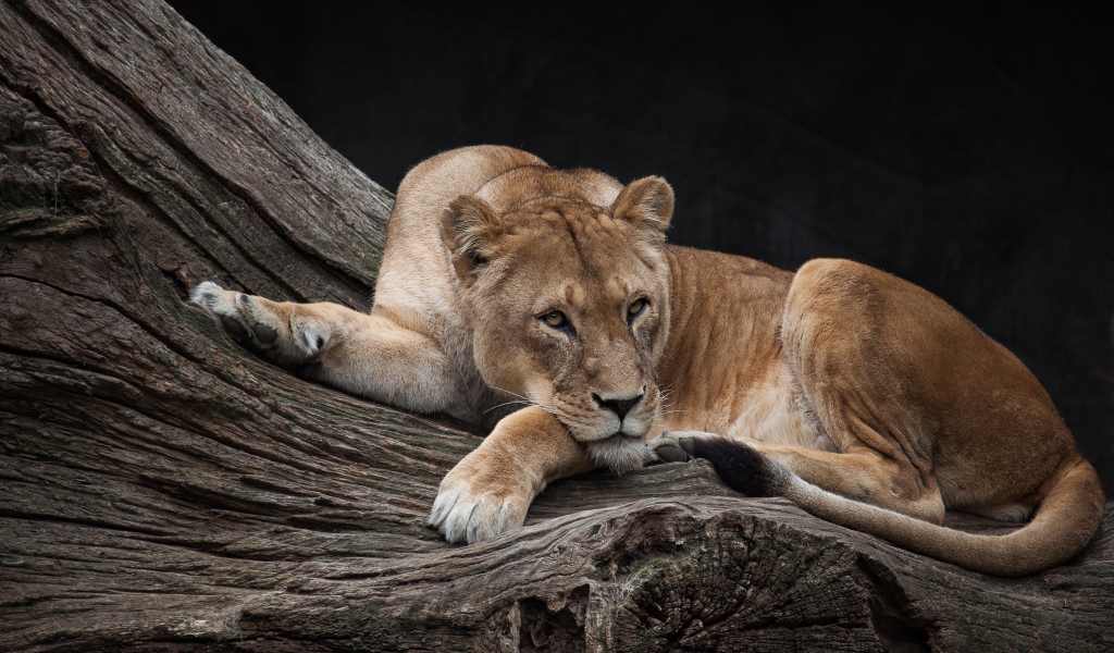Большая львица лежит на сухом дереве в зоопарке